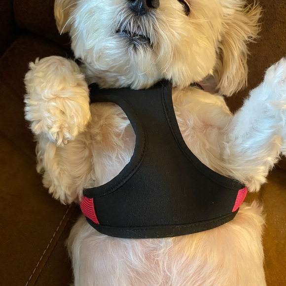 Gooby Pink and Black Dog Harness - Picture 8 of 9